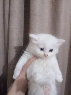 Persian kitten