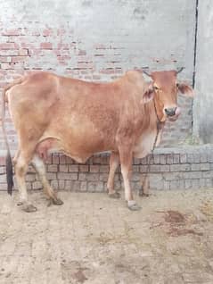 sahiwal jerci cross cow long hight