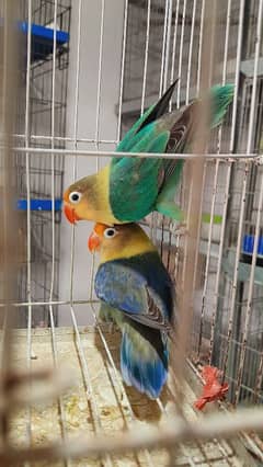 love bird breeder pairs available