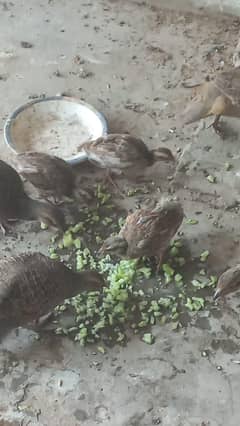dakhni teetar chicks