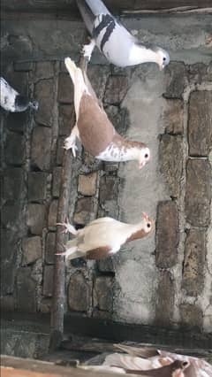 Red sherazi pair black tail lakkay