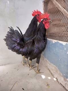 Australorp
