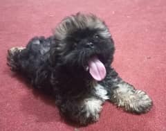 shitzu male puppy 2 month one injection of vaccin