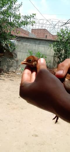 high quality aseel chiks available pair 1800