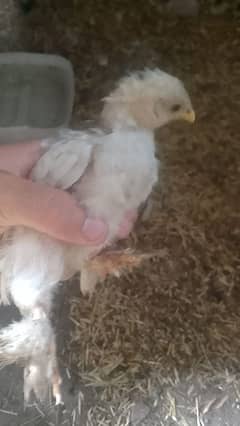 Bentum chicks/ Fancy hen / baentum choozay