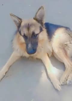German Shepherd dog for sale male my WhatsApp number 03267483108