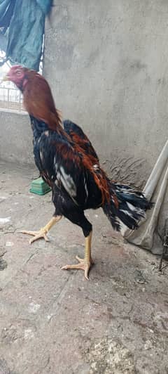Aseel thai cross patha murga for sale
