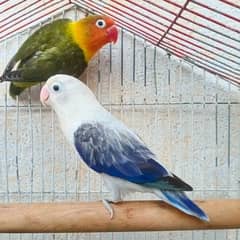 Lovebirds Setup for sale