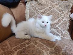 Persian Kittens