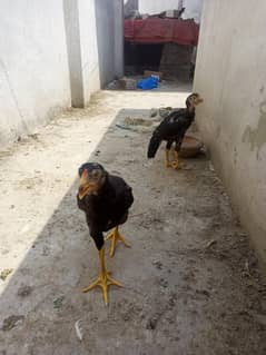 Aseel Pair 2.5 months      Heera madi cross chicks (03204661930 )