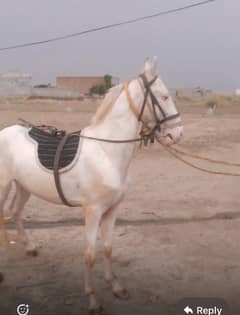 Horse: Nukra/white colt/wachera available for sale,Desi breed