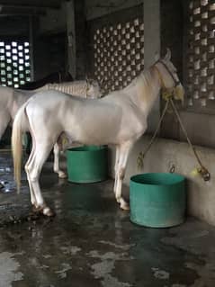 Horse
