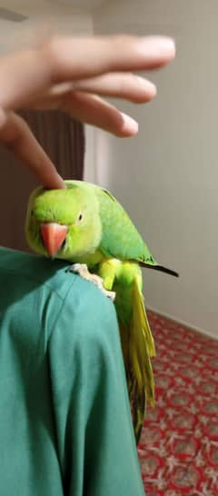 hand tamed green ring neck parrot
