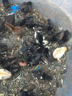 Aseel chicks