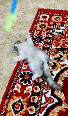 Persian male