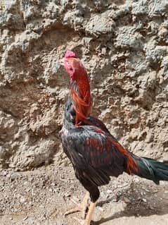mianwali patta saaf Aank for sale 03132305853 what's up