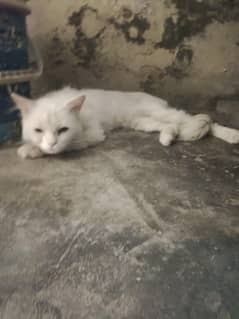 cat ghr ki Pali ha or aticate wali ha