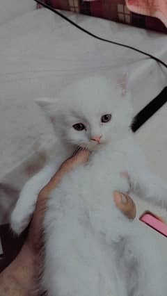 Persian Cats kitten