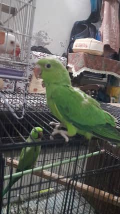 my home breeding