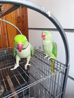 pair