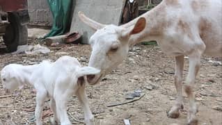 barbari bakri (goat) with gulabi path female kid) for sale