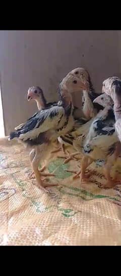 shamo chicks 03014237451 call me
