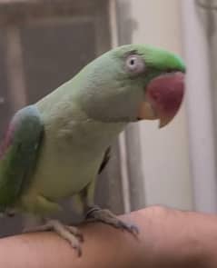 Kashmiri Pahari Female Parrot