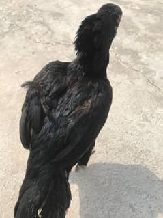 kali aseel paray wali