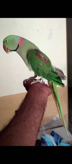 parrot eno03025368418