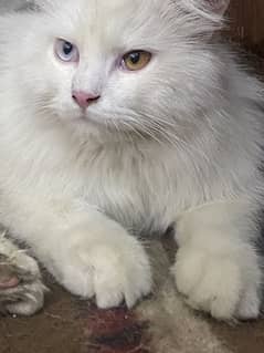 #Persian