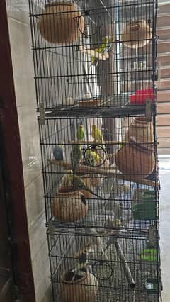 Budgies Parrots for sale