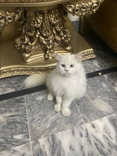 #Persian Cat # Persian Male Cat # Persian white cat