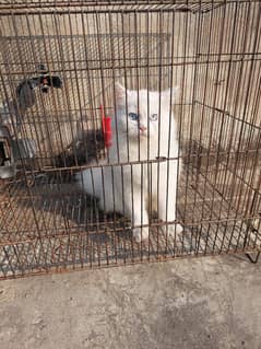 Male female for sale