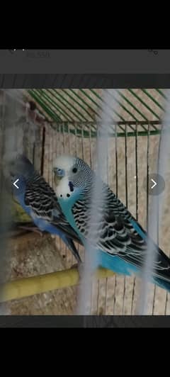 Australian Parriots with Cage