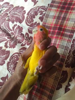 lotion love birds male and cock  hm female and active adult piece hm