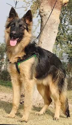 German
