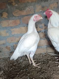 Aseel heera pair
