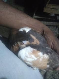kabray pair  zarad gul  me  pair or baghar pair