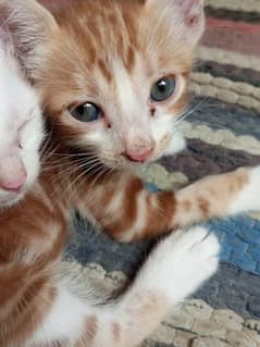 kittens