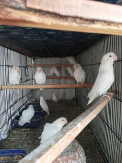 Albino Red/ pastelino/split red/ 8 Portion cage