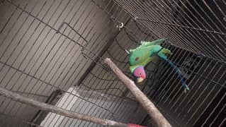 Plum Headed Parrot
