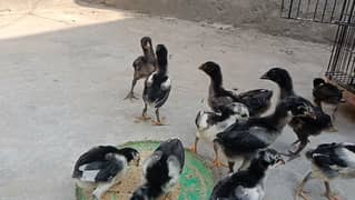 Aseel thai chicks for sale