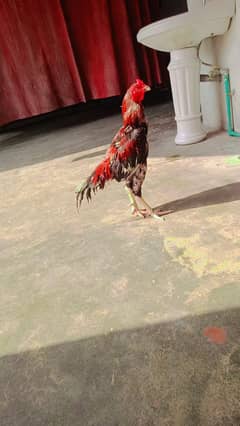 for sale location Gujranwala ha
