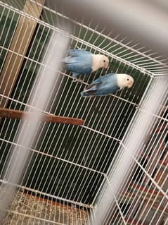 Love birds for sale