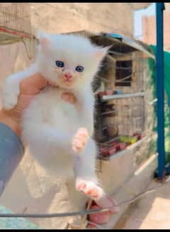 Fancy persian two kittens male and female  for sale