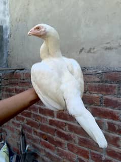 heera aseel female/hera aseel madi/hira aseel murgi