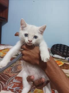 Persian
