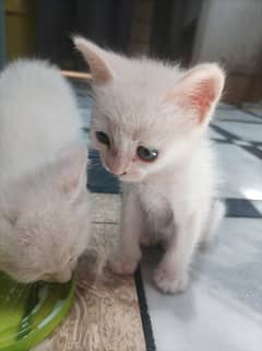 Persian