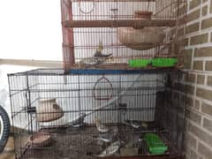 cocktiel