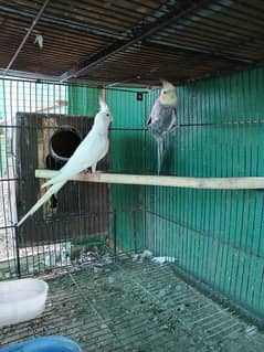Eno cockatiel male & teedy pigeon